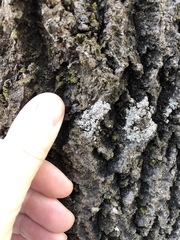 Lecanora