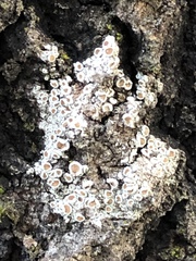 Lecanora