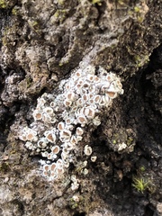 Lecanora
