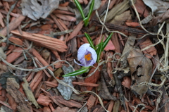 Crocus vernus