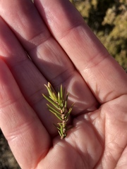 Oligotrophus juniperinus