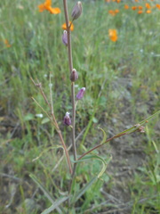 Streptanthus glandulosus glandulosus