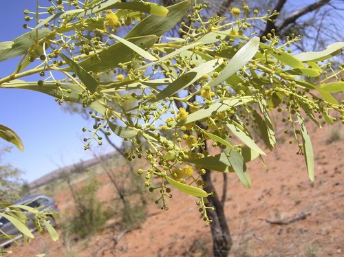 Club-leaf Wattle