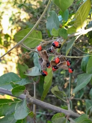 Rhynchosia precatoria