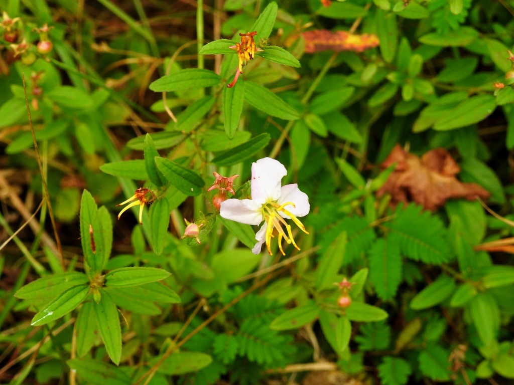 maryland-meadowbeauty-from-prince-george-s-county-md-usa-on-september