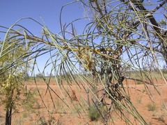 Hakea lorea