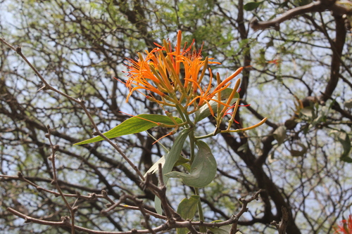 Psittacanthus calyculatus