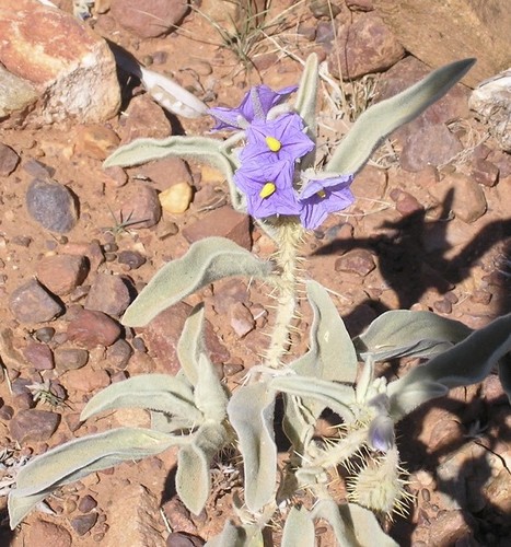 Australian wild tomato