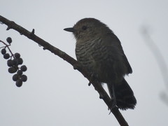 Thamnophilus ruficapillus