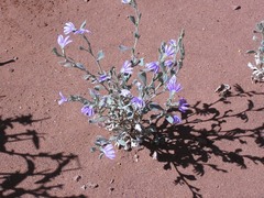 Scaevola parvibarbata