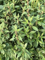 Parietaria judaica
