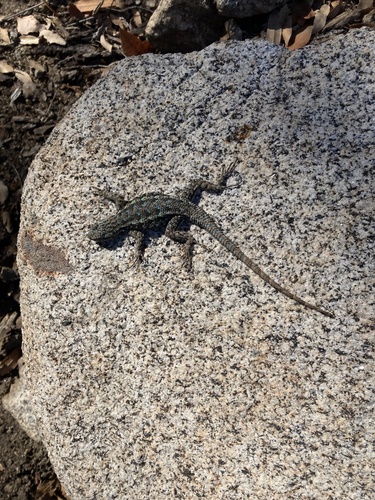 iNaturalist observation photo of Western Fence Lizard