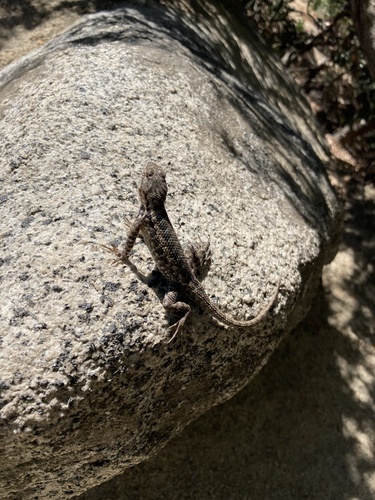iNaturalist observation photo of Western Fence Lizard