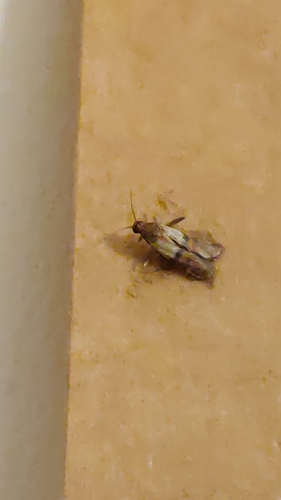 Plodia interpunctella