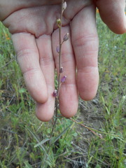 Streptanthus glandulosus glandulosus