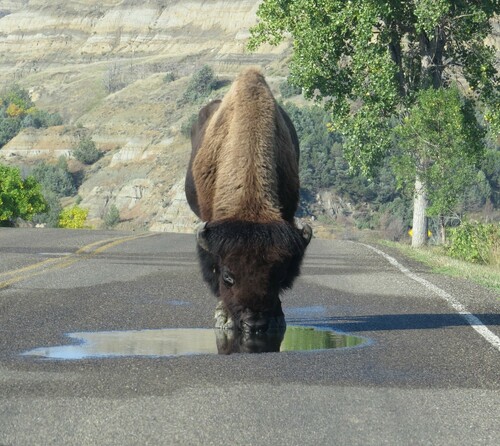 American Bison photographed in North Dakota
