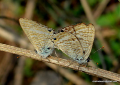 Lampides boeticus