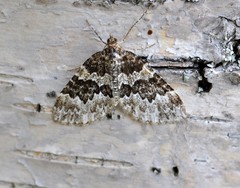 Electrophaes corylata