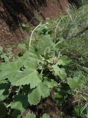 Malacothamnus hallii