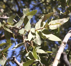 Corymbia aspera