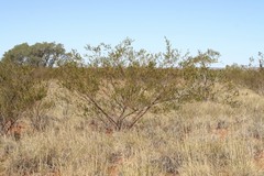 Acacia lysiphloia