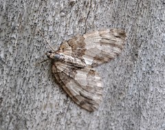 Hydriomena impluviata