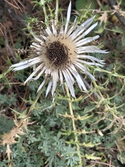 Carlina acaulis — photo 3