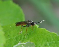 Tenthredo ferruginea