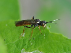 Tenthredo ferruginea