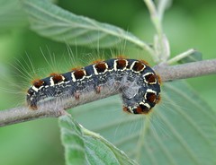 Eriogaster lanestris