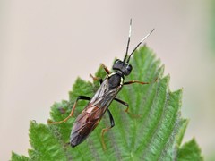 Tenthredo ferruginea