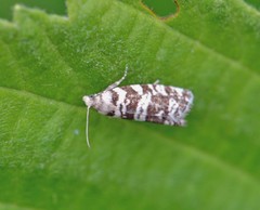 Epinotia tedella