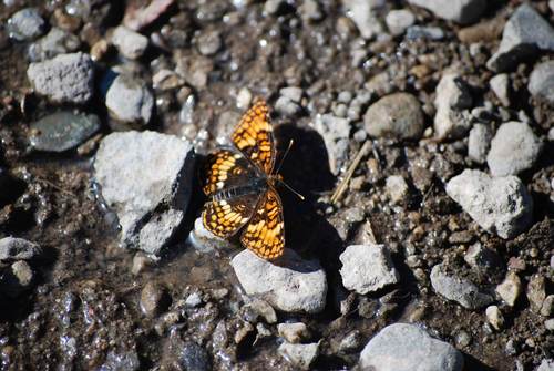 Hoffmann's Checkerspot photo 4