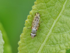 Tetanops