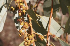 Eucalyptus leucophloia