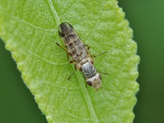 Tetanops