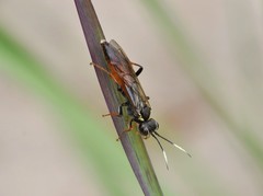Tenthredo ferruginea