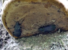 Melandrya dubia