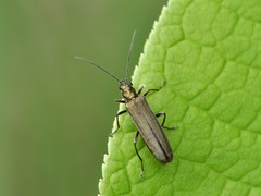 Oedemera virescens