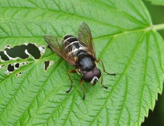 Sericomyia nigra