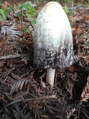 Coprinus comatus
