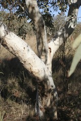 Eucalyptus leucophloia