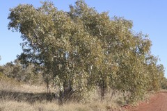 Eucalyptus leucophloia