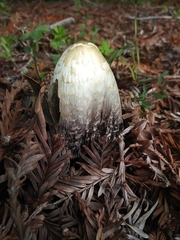 Coprinus comatus