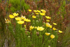 Euryops pinnatipartitus