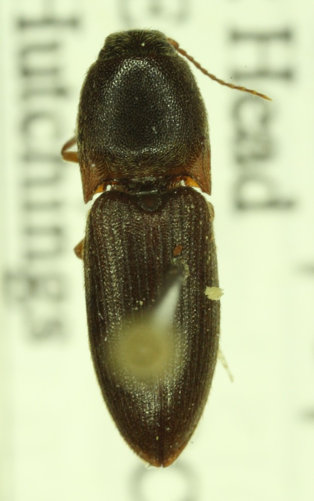 Opaque Click Beetle