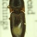 Opaque Click Beetle - Photo (c) Scott Gilmore, some rights reserved (CC BY-NC), uploaded by Scott Gilmore