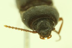 Agriotes opaculus