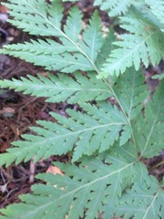 Loxsoma cunninghamii