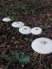Chlorophyllum molybdites image